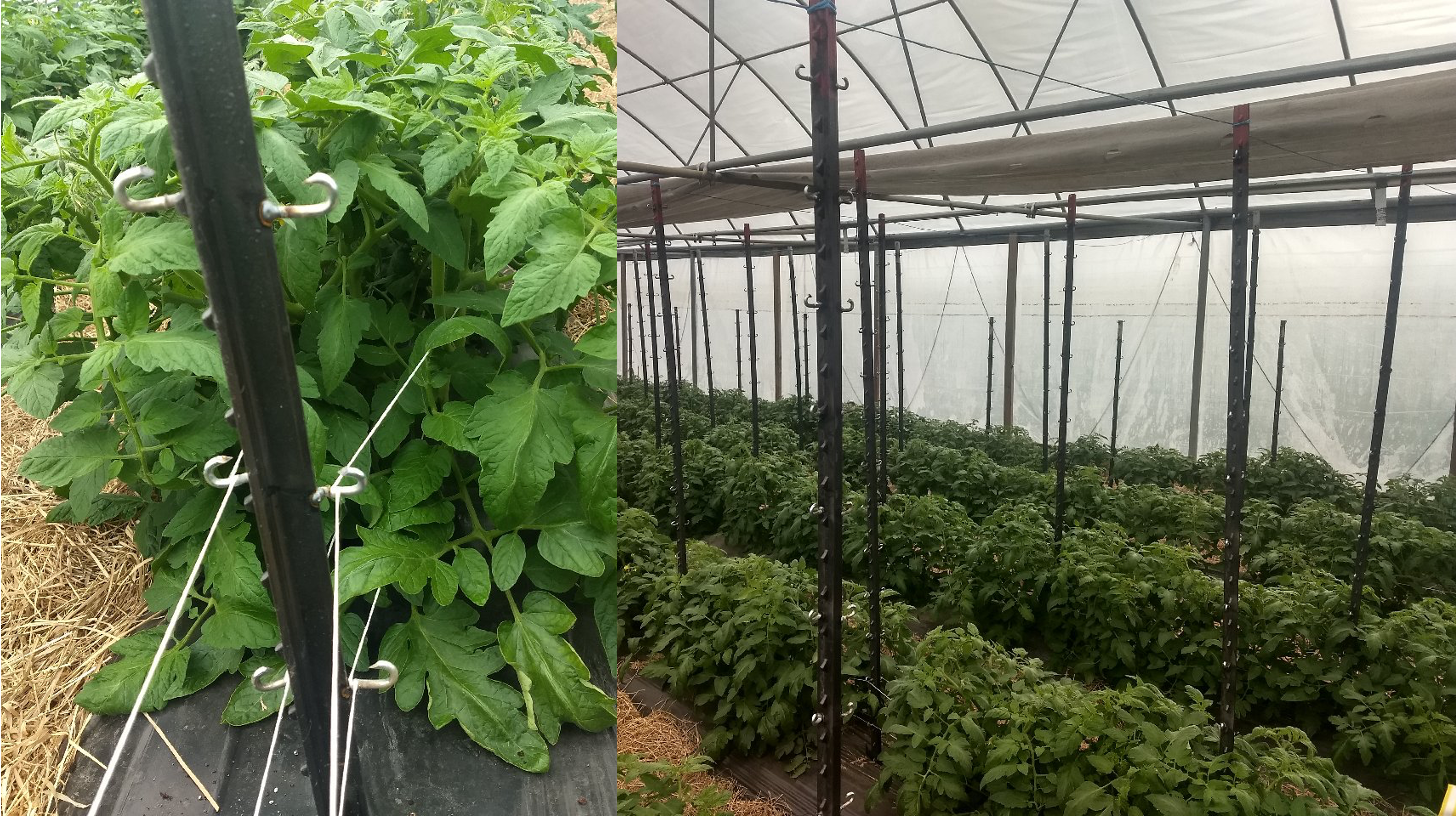 Tomato steaks in a greenhouse.